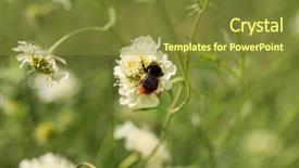  Presentation with fertilizer flowers - Beautiful slides featuring indigenous plants - scabiosa ochroieuca flowers backdrop and a  colored foreground