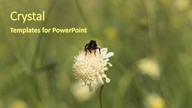  Presentation with forget me nots flowers - Beautiful presentation theme featuring indigenous plants - scabiosa ochroieuca flowers backdrop and a  colored foreground