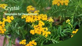  Presentation with tropical flowers close up - Audience pleasing presentation consisting of indigenous plants - tansy flowers closeup backdrop and a tawny brown colored foreground