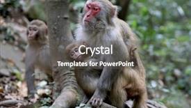  Presentation with canadian culture canada china national - Slide set enhanced with indiginous - wild feral rhesus monkeys living background and a dark gray colored foreground