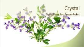  Presentation with white flowers of jasmine - Presentation consisting of indigo blue - baptisia flowers isolated on white background and a soft green colored foreground