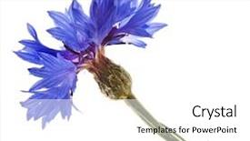  Presentation with history earth globe isolated white - Amazing presentation theme having indigo blue - cornflower centaurea isolated backdrop and a white colored foreground