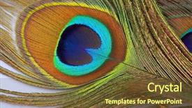  Presentation with peacock feather - Colorful PPT layouts enhanced with indigo blue - detail of peacock feather backdrop and a  colored foreground