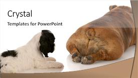  Presentation with animal behavior - Beautiful presentation featuring individual behaviour - animal behavior - cocker spaniel backdrop and a  colored foreground