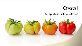  Presentation with stages of development - Presentation design consisting of individual differences development - ripening stages of tomato fruit background and a white colored foreground