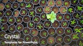  Presentation with difference - Presentation featuring individual differences development - unique growed up plant background and a tawny brown colored foreground