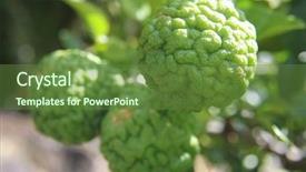  Presentation with bodhi tree - Amazing PPT layouts having indochinese - kaffir limes on tree backdrop and a  colored foreground