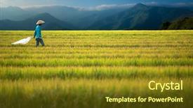  Presentation with rice field - PPT theme having indonesia flag - rice worker walks through field background and a tawny brown colored foreground