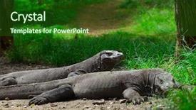  Presentation with dragons - PPT theme featuring indonesia travel - komodo dragons lying near green background and a forest green colored foreground