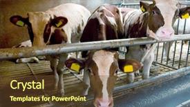  Presentation with factory farming - Presentation design consisting of indoor cows in factory farming background and a tawny brown colored foreground