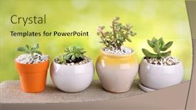  Presentation with succulents - Presentation design featuring indoor-plants-various-succulents background and a yellow colored foreground