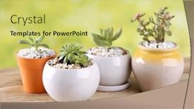  Presentation with succulents - Slide deck consisting of indoor-plants-various-succulents background and a yellow colored foreground