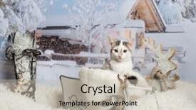  Presentation with indoor winter - Cool new presentation design with indoor skiing - cat sitting in sleigh backdrop and a mint green colored foreground