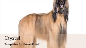  Presentation with white pigeon against the blue - Beautiful PPT layouts featuring indoor tanning - afghan hound standing against white backdrop and a coral colored foreground