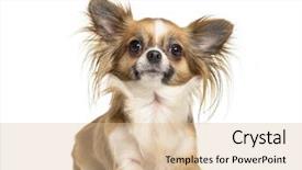  Presentation with old dog - Amazing slide set having indoor tanning - chihuahua dog 2 years old backdrop and a lemonade colored foreground