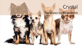  Presentation with animal pets on white - Amazing presentation theme having indoor tanning - chihuahua in front of white backdrop and a lemonade colored foreground