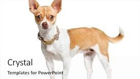  Presentation with artificial intelligence white - Amazing slide deck having indoor tanning - chihuahua in front of white backdrop and a white colored foreground