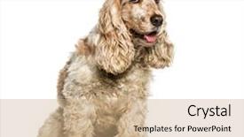  Presentation with english - Presentation theme with indoor tanning - english cocker spaniel sitting background and a coral colored foreground