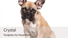  Presentation with old crumpled paper violence against women - Audience pleasing presentation theme consisting of indoor tanning - french bulldog 5 months old backdrop and a lemonade colored foreground