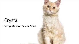  Presentation with young grey maine coon cat - Cool new PPT theme with indoor tanning - maine coon cat 6 months backdrop and a white colored foreground