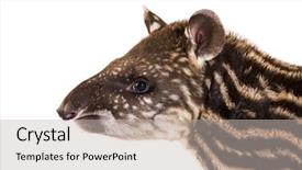  Presentation with old camera and film sound - Cool new PPT layouts with indoor tanning - month old brazilian tapir looking backdrop and a soft green colored foreground