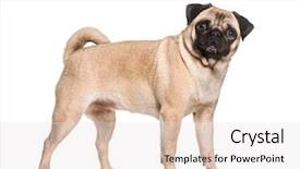  Presentation with dog - Audience pleasing PPT theme consisting of indoor tanning - pug dog standing against white backdrop and a lemonade colored foreground