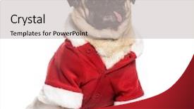  Presentation with cute christmas pug puppy dog - Amazing presentation design having indoor tanning - pug in christmas costume sitting backdrop and a light gray colored foreground