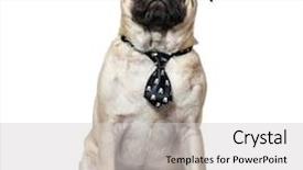  Presentation with blue and white tie dye swirl - PPT layouts consisting of indoor tanning - pug wearing tie sitting background and a light gray colored foreground