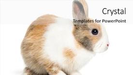  Presentation with rabbit - Cool new PPT layouts with indoor tanning - rabbit in front of white backdrop and a white colored foreground