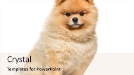  Presentation with dog and cat on computer - Presentation theme having indoor tanning - spitz dog sitting in front background and a lemonade colored foreground