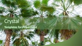  Presentation with water park - PPT theme featuring indoor water park - many palms in the conservatory background and a tawny brown colored foreground