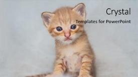  Presentation with blue eyes - Amazing presentation theme having indoors over grey wall background backdrop and a  colored foreground