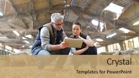  Presentation with veterinary - Audience pleasing presentation design consisting of industrial - sheep breeder with veterinary backdrop and a coral colored foreground