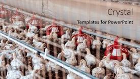  Presentation with meat production - Presentation enhanced with industrial-chicken-farm-indoors-hens background and a coral colored foreground