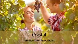  Presentation with vineyard - PPT theme with industrial relationship - young man feed his girl background and a gold colored foreground