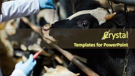  Presentation with dairy - Cool new PPT theme with industrial sickness - one of dairy cows looking backdrop and a tawny brown colored foreground