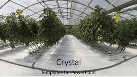  Presentation with greenhouse - Presentation theme having hydroponic cultivation of tomatoes background and a light gray colored foreground