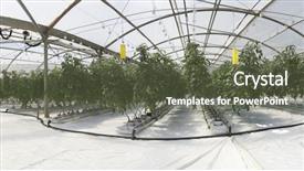  Presentation with greenhouse - Presentation theme having hydroponic cultivation of tomatoes background and a tawny brown colored foreground