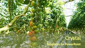  Presentation with growing - Beautiful presentation design featuring green and red tomatoes growing backdrop and a  colored foreground