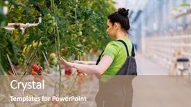  Presentation with working woman - PPT theme enhanced with  background and a  colored foreground