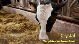  Presentation with dairy cow - Slide set with animal husbandry concept - cow background and a tawny brown colored foreground