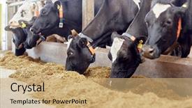  Presentation with animal husbandry - PPT theme consisting of industry farming and animal husbandry background and a coral colored foreground