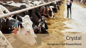  Presentation with agriculture industry - Amazing PPT theme having industry farming and animal husbandry backdrop and a coral colored foreground