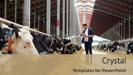  Presentation with agriculture industry - Audience pleasing PPT theme consisting of industry farming people and animal backdrop and a coral colored foreground