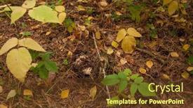  Presentation with autumn leaves - Theme having inedible-mushroom-under-the-leaves background and a tawny brown colored foreground
