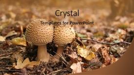  Presentation with mushroom - Audience pleasing presentation theme consisting of inedible-toadstool-mushroom backdrop and a gold colored foreground