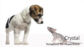 Presentation with rat - Cool new PPT layouts with inequality - jack russell terrier 4 months backdrop and a white colored foreground