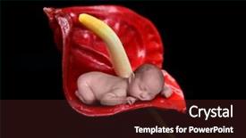  Presentation with infant - Audience pleasing theme consisting of infant child sleeping in anthurium exotic flower backdrop and a wine colored foreground