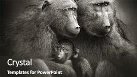  Presentation with infant - Audience pleasing presentation consisting of two adult baboons protecting backdrop and a dark gray colored foreground