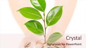  Presentation with hand holding plant - Presentation theme consisting of revolving - gun revolver on the white background and a white colored foreground